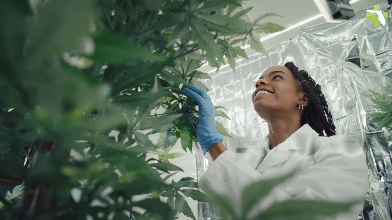 How to Find a Medical Marijuana Doctor in Hialeah Post Image